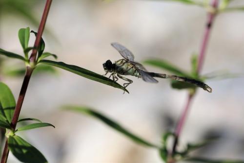Onychogomphus forcipatus